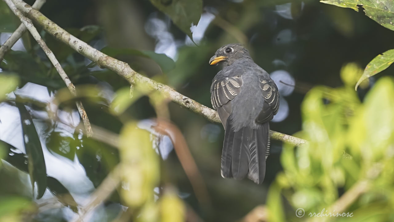 Black-tailed trogon