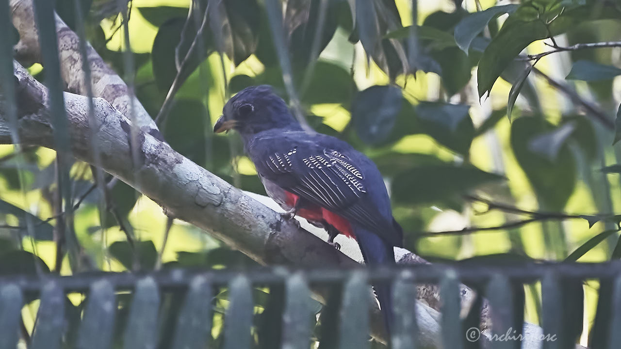 Black-tailed trogon