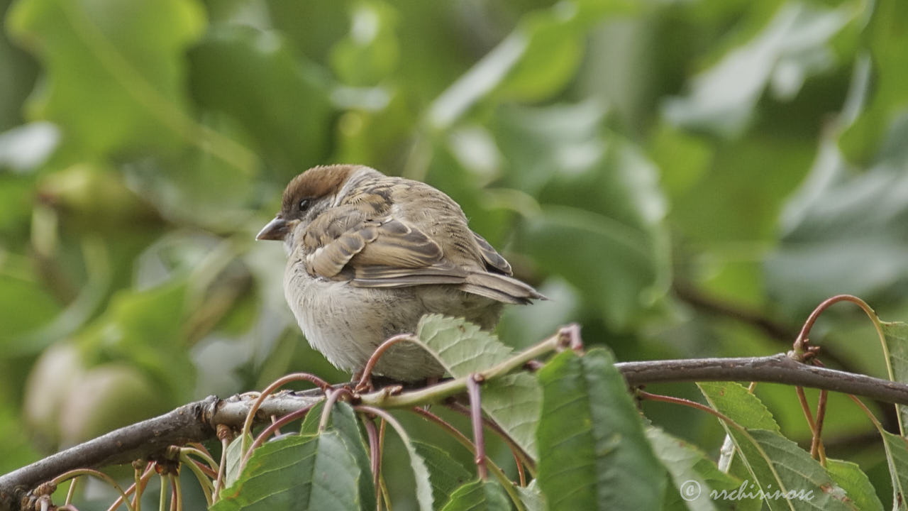 Eurasian tree sparrow