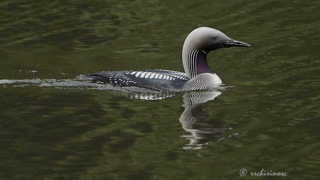 Artic loon