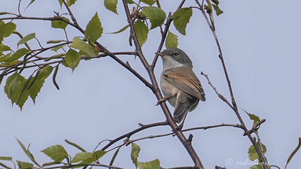 Greater whitethroat