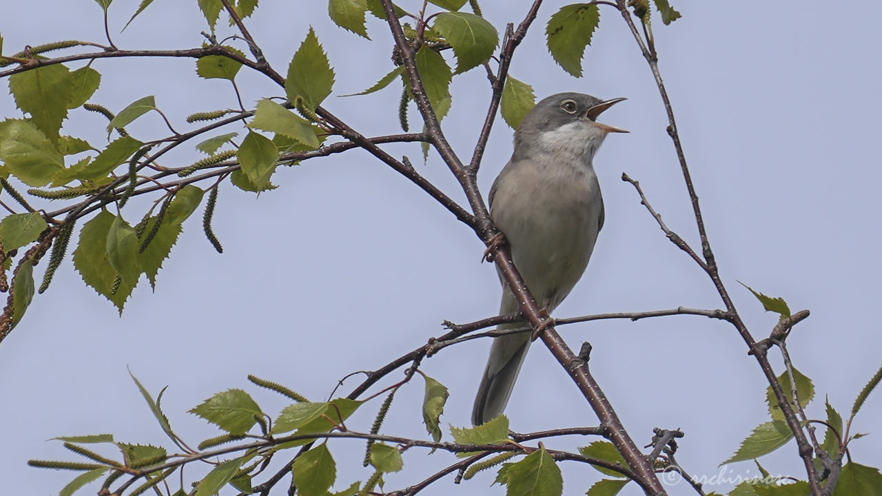 Greater whitethroat