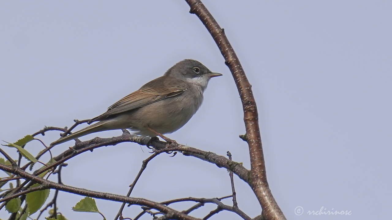 Greater whitethroat