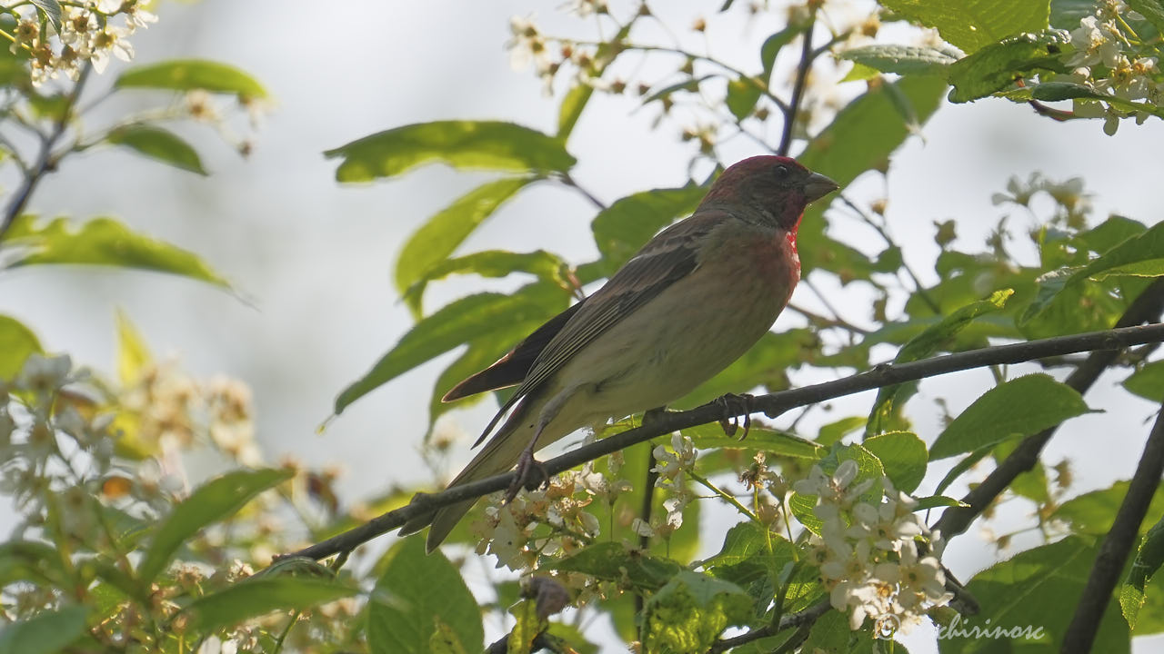 Common rosefinch