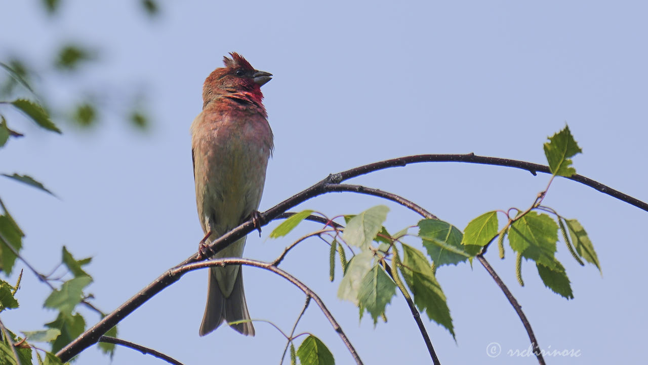 Common rosefinch