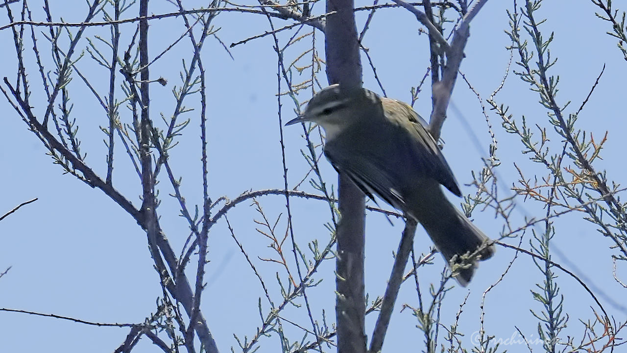 Western Bonelli's warbler