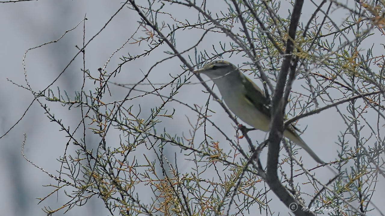 Western Bonelli's warbler
