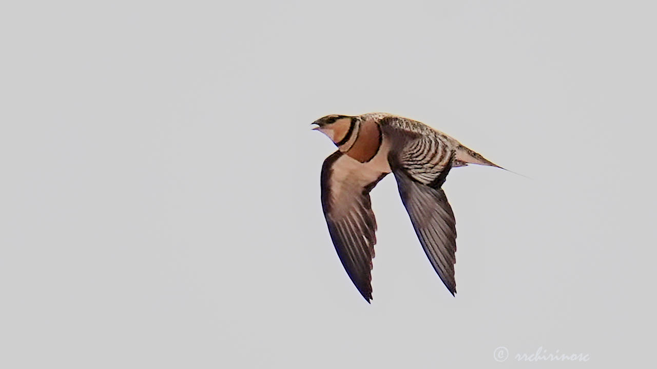 Pin-tailed sandgrouse