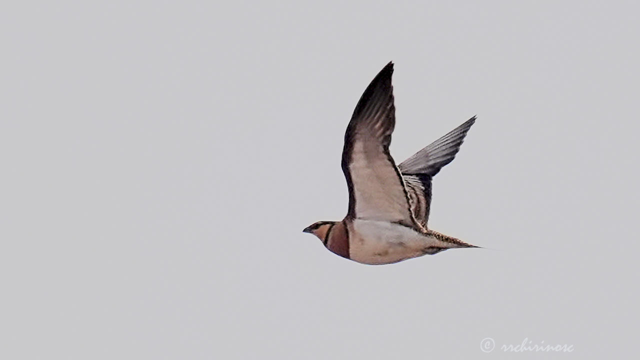 Pin-tailed sandgrouse