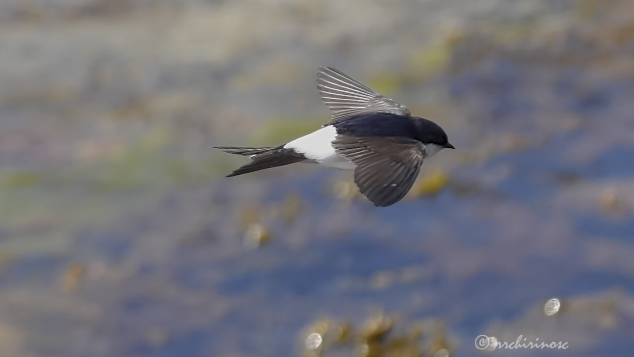 Western house-martin