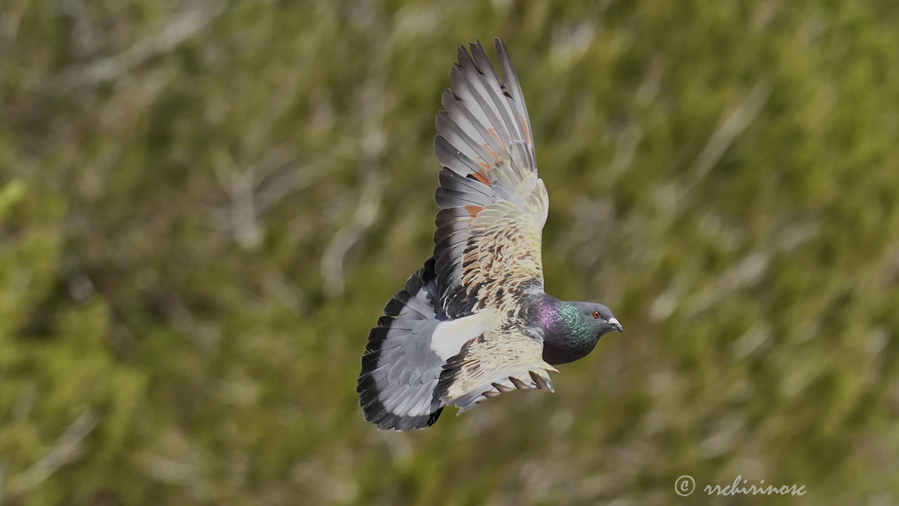 Feral pigeon
