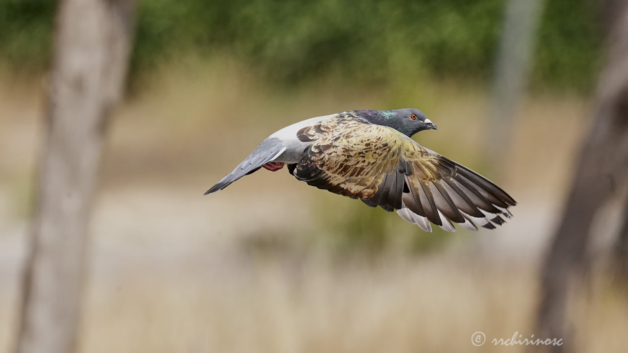 Feral pigeon