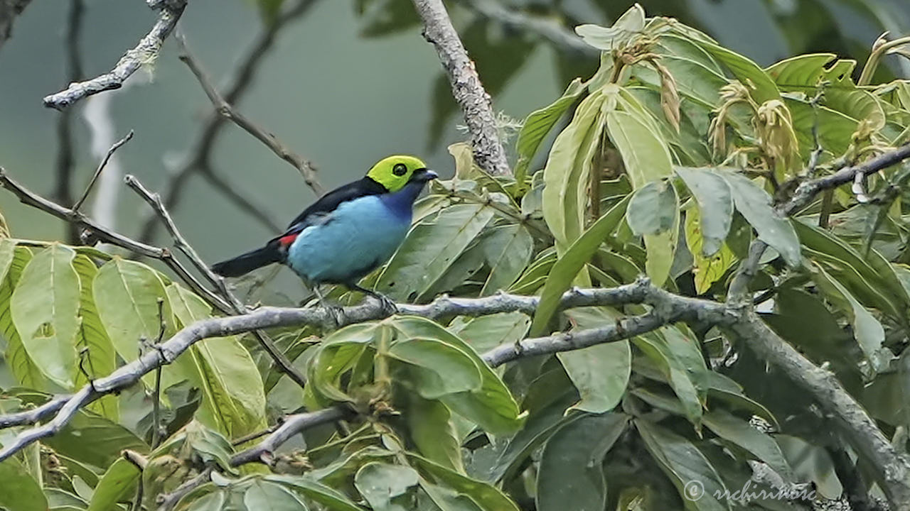 Paradise tanager