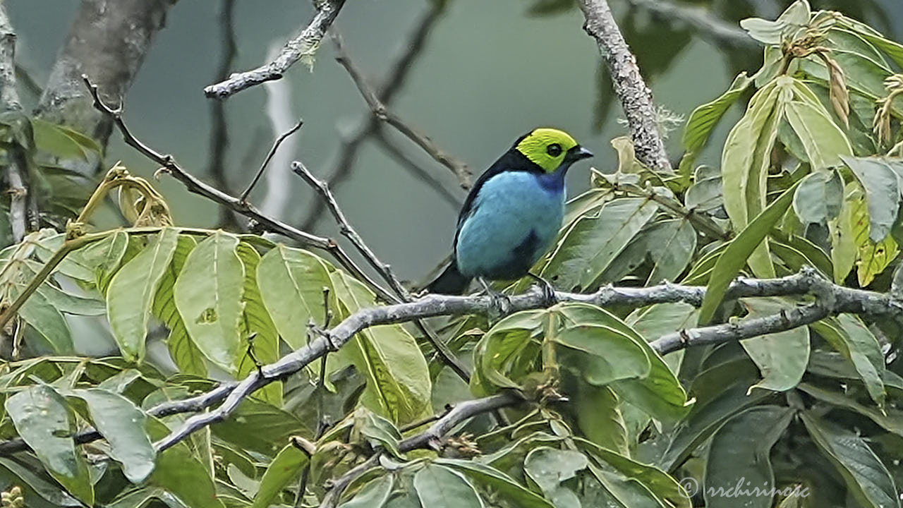 Paradise tanager
