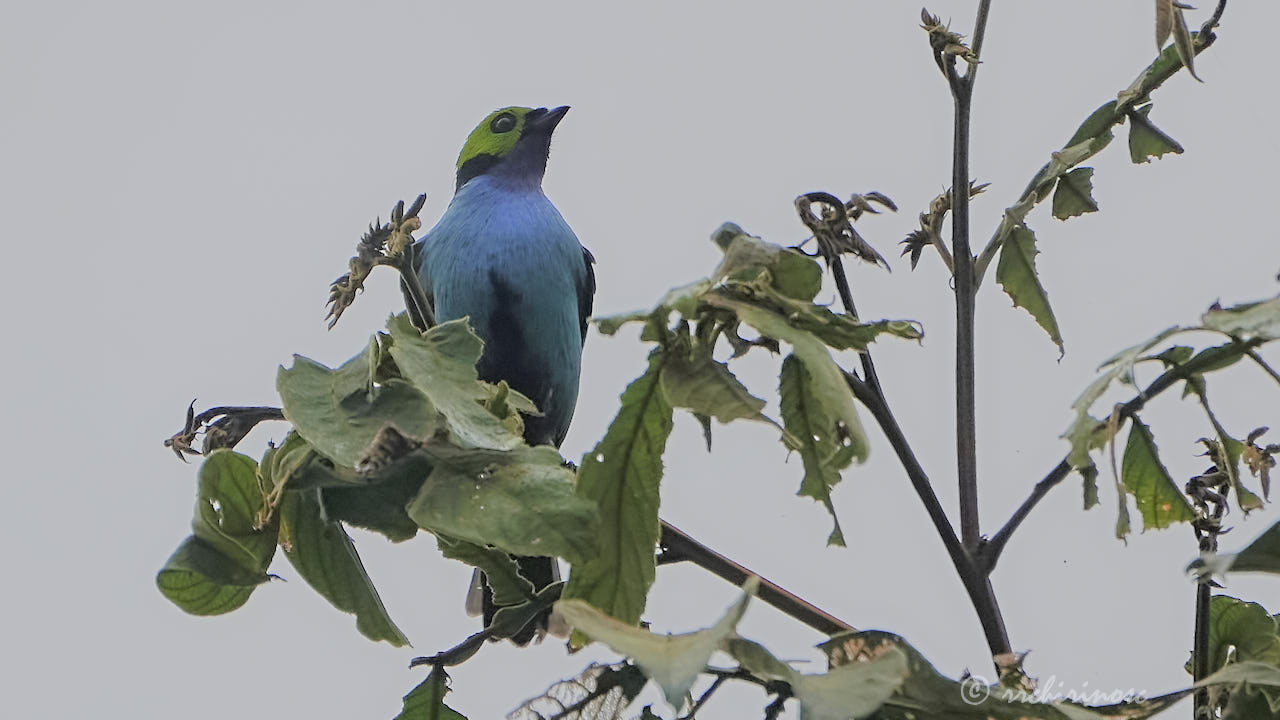 Paradise tanager