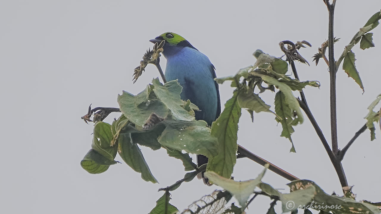 Paradise tanager