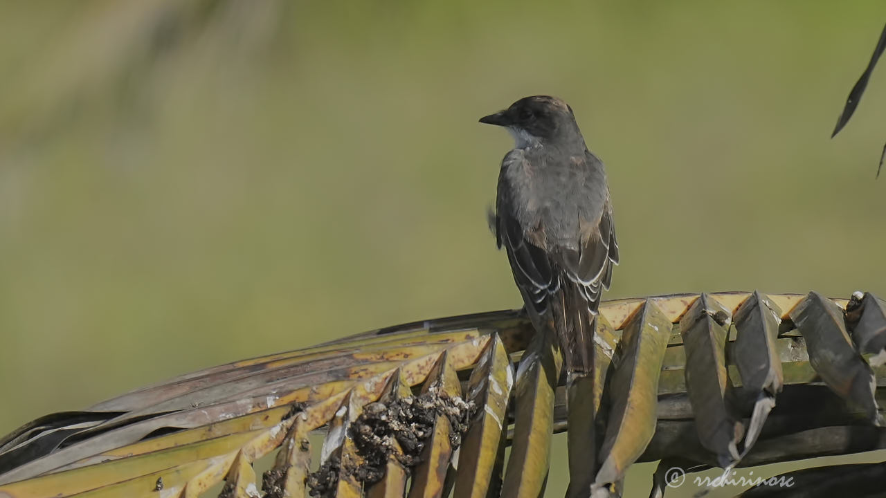 Eastern kingbird