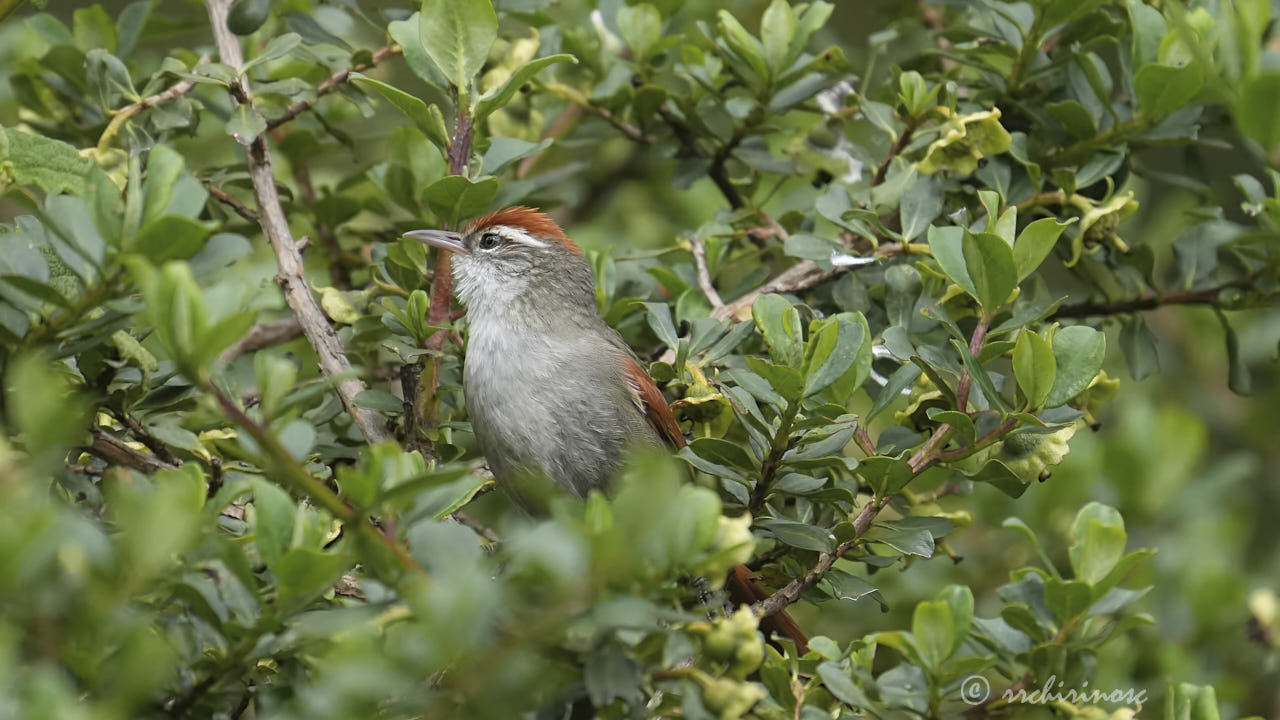 Line-cheeked spinetail