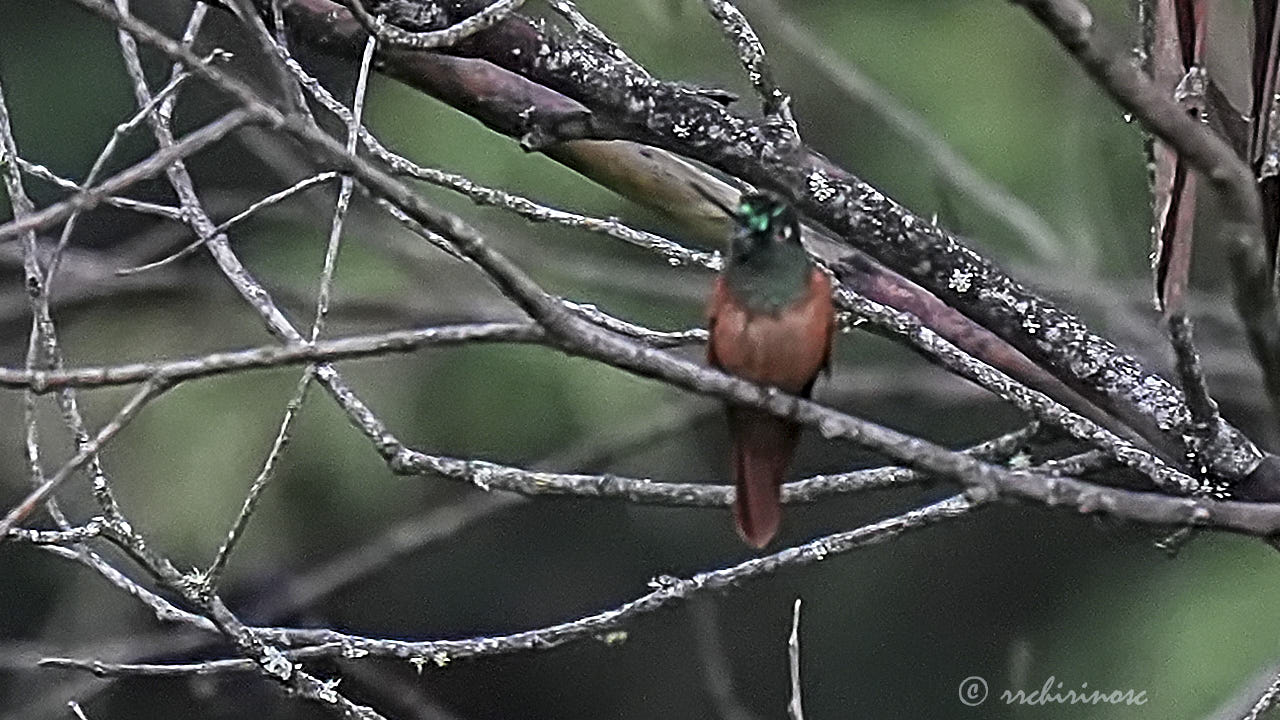 Rainbow starfrontlet