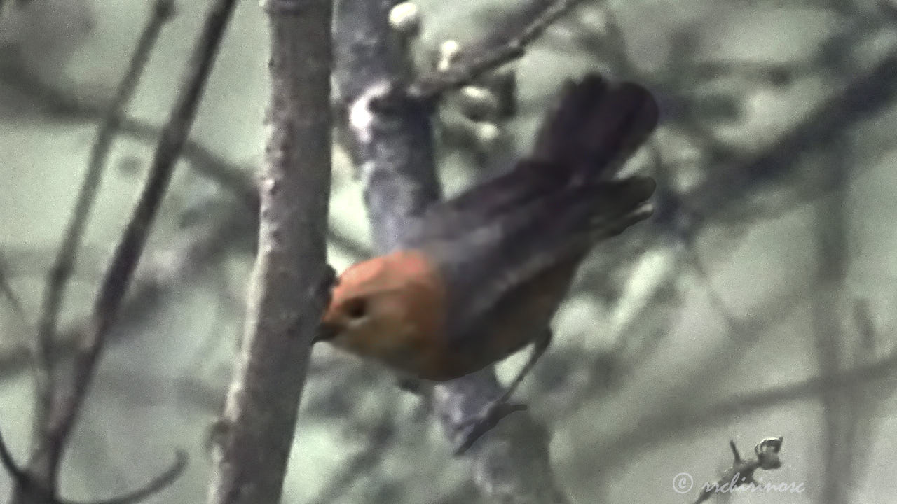 Rufous-chested tanager