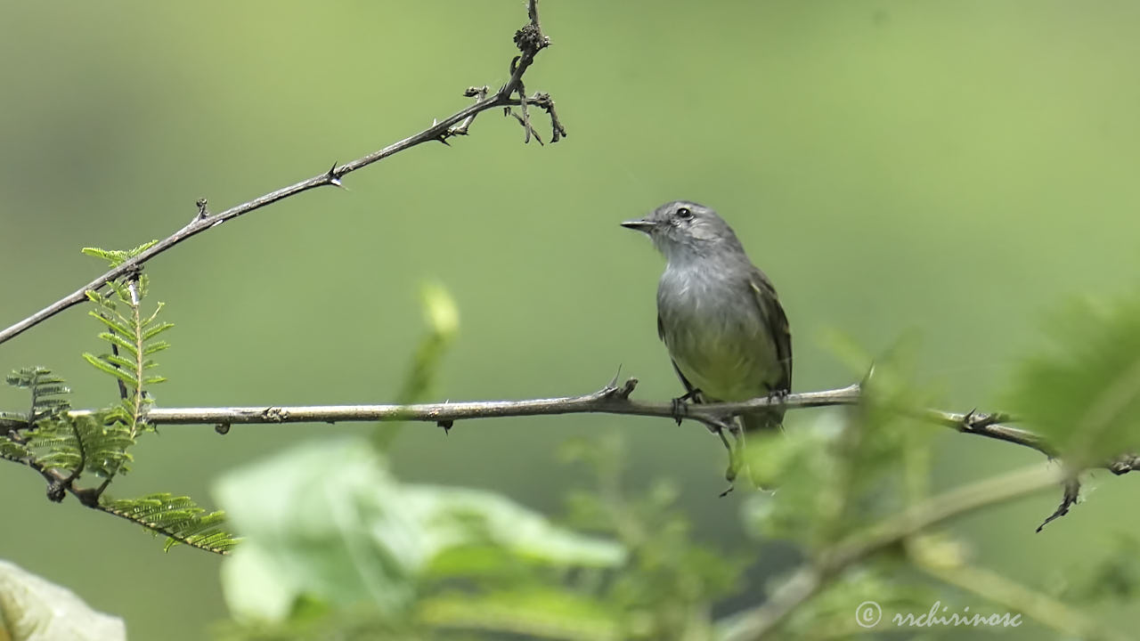 Tumbesian tyrannulet