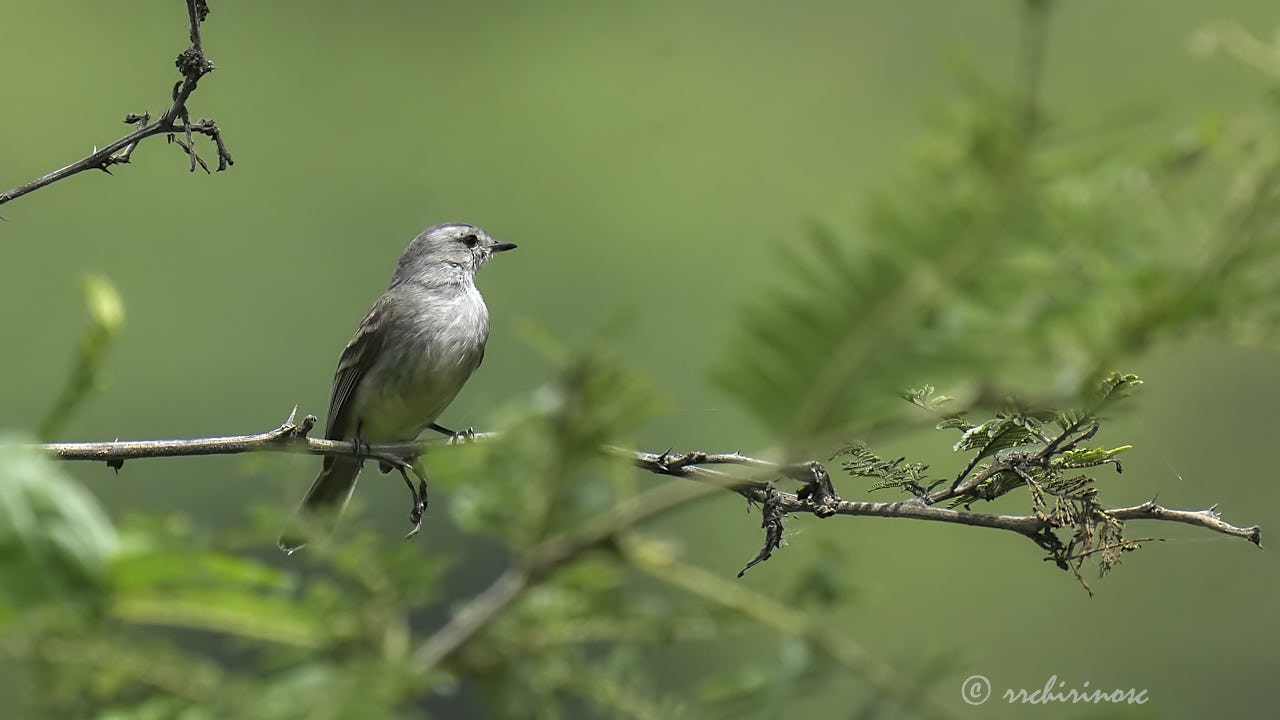 Tumbesian tyrannulet
