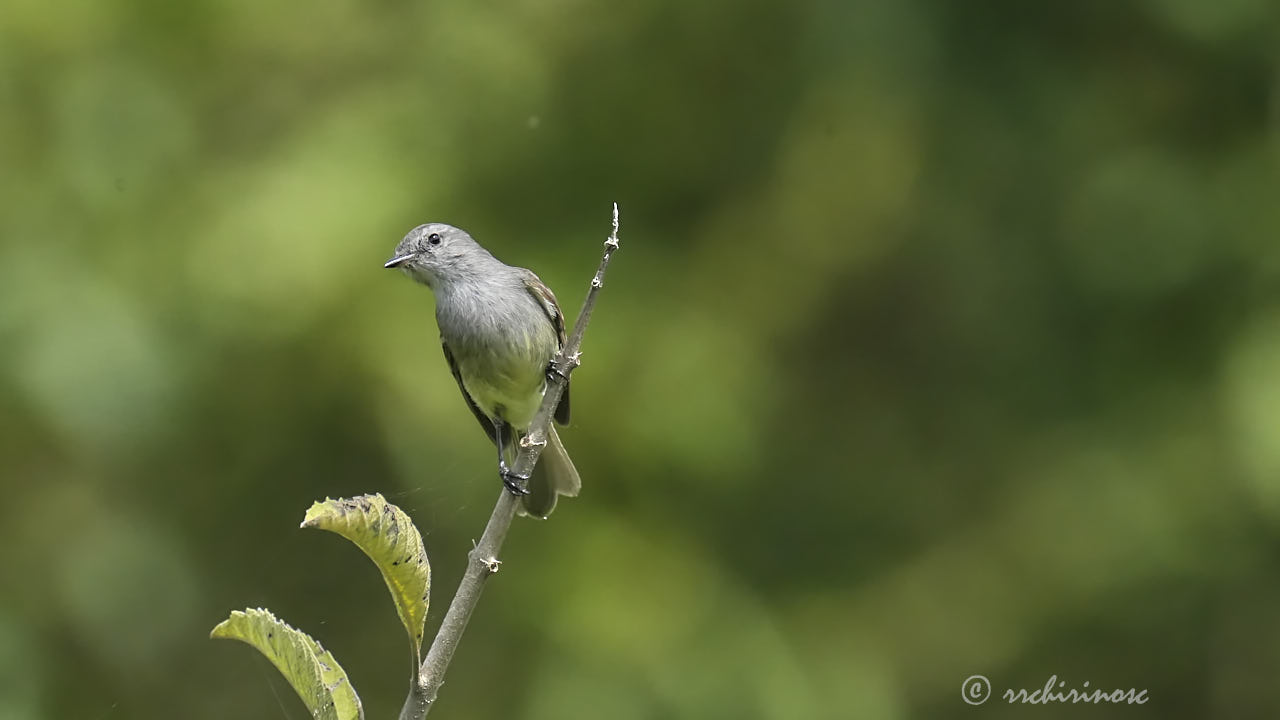 Tumbesian tyrannulet