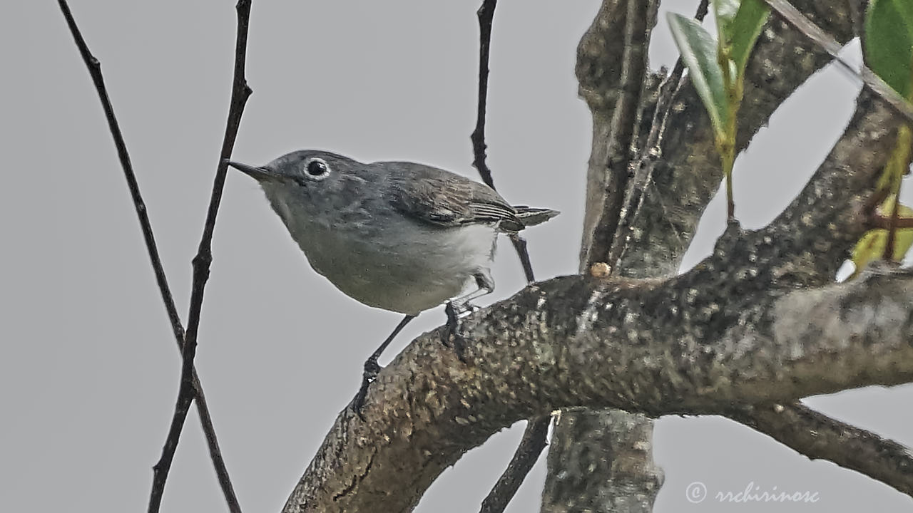 Blue-grey gnatcatcher