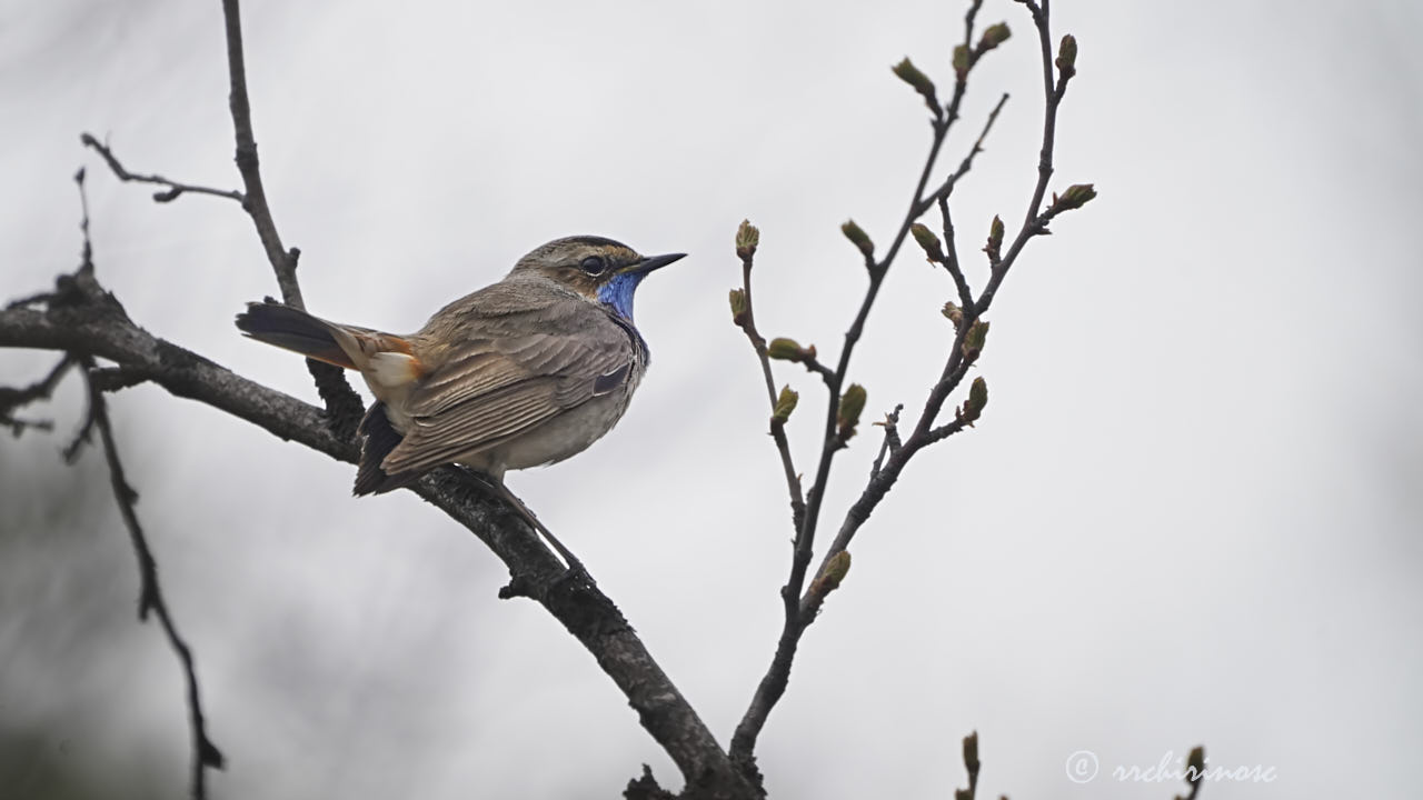 Bluethroat