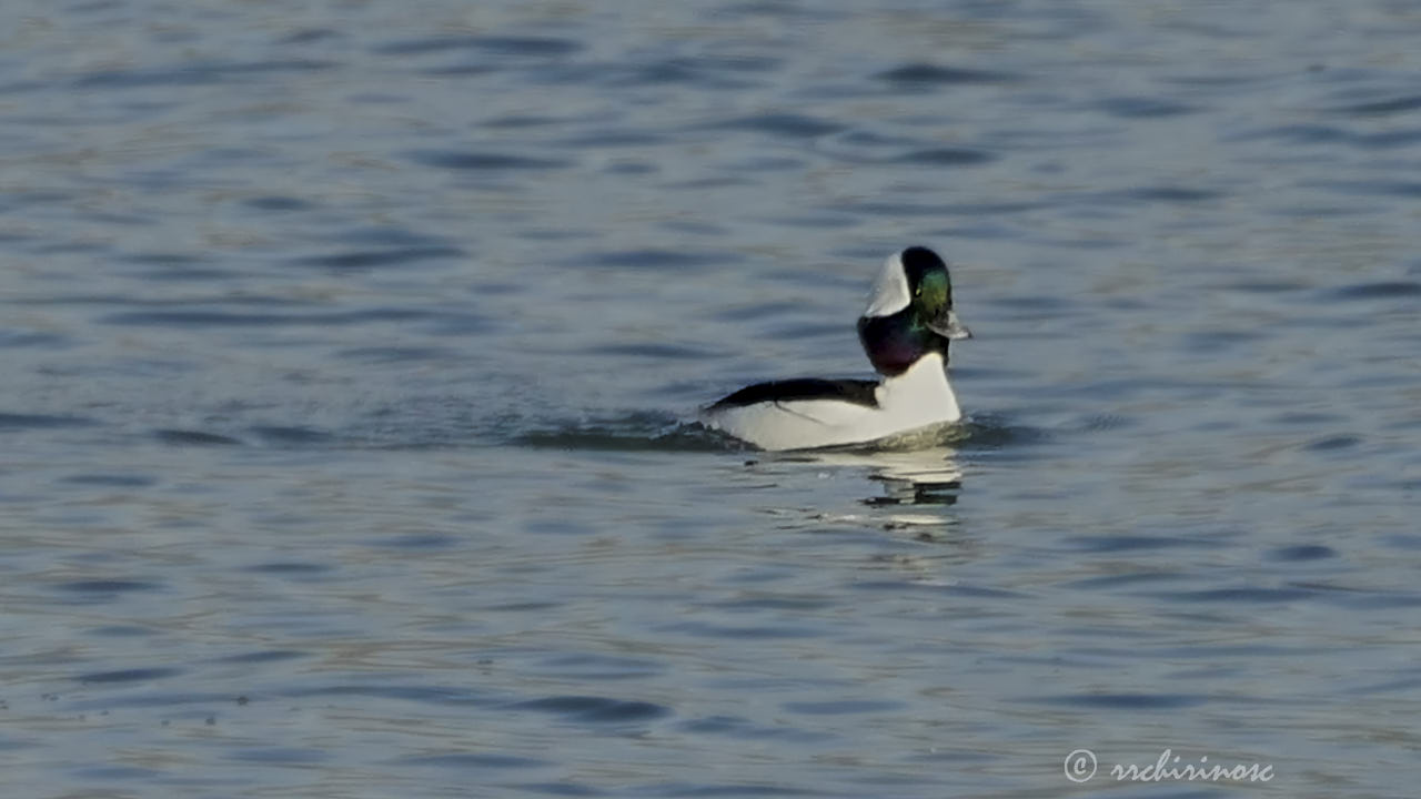 Bufflehead