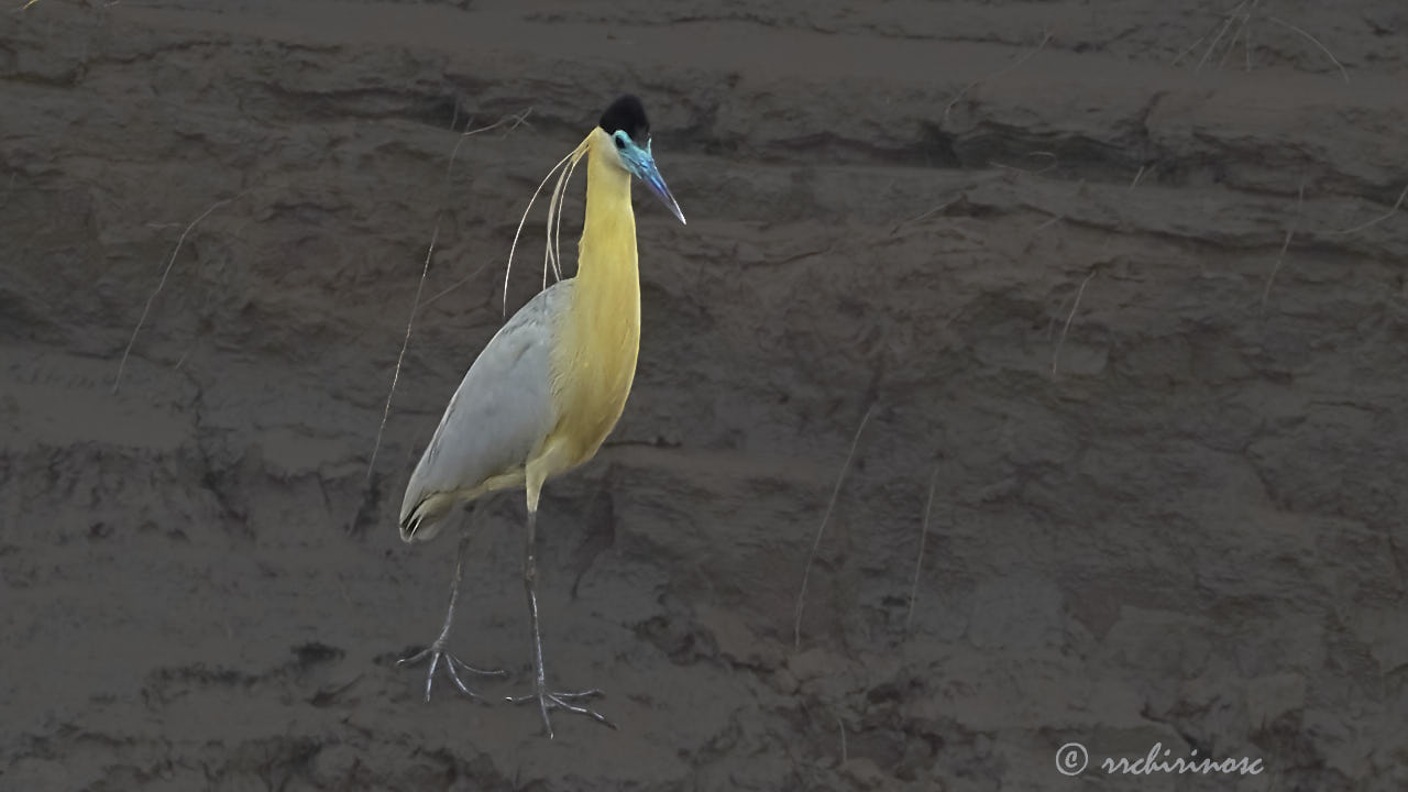 Capped heron