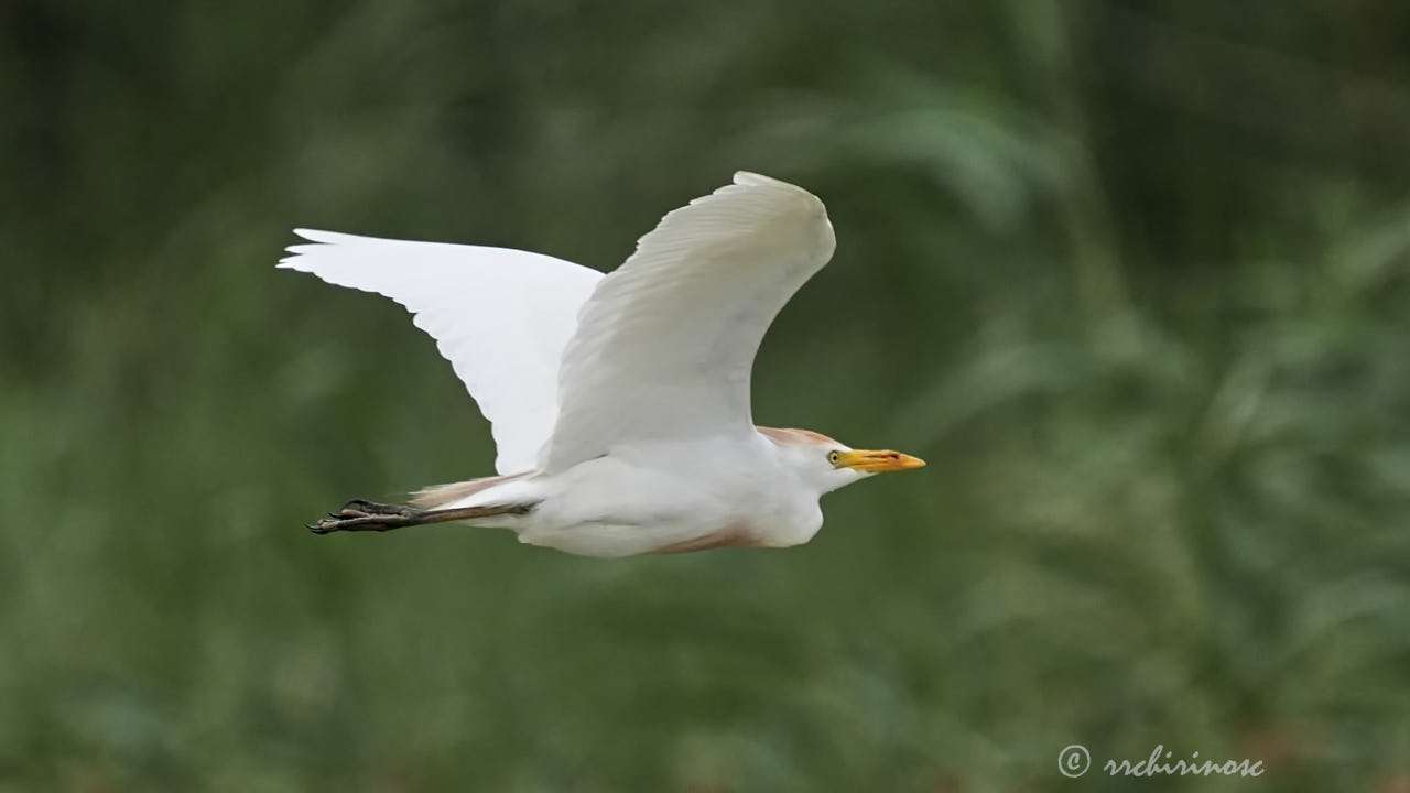 Cattle egret