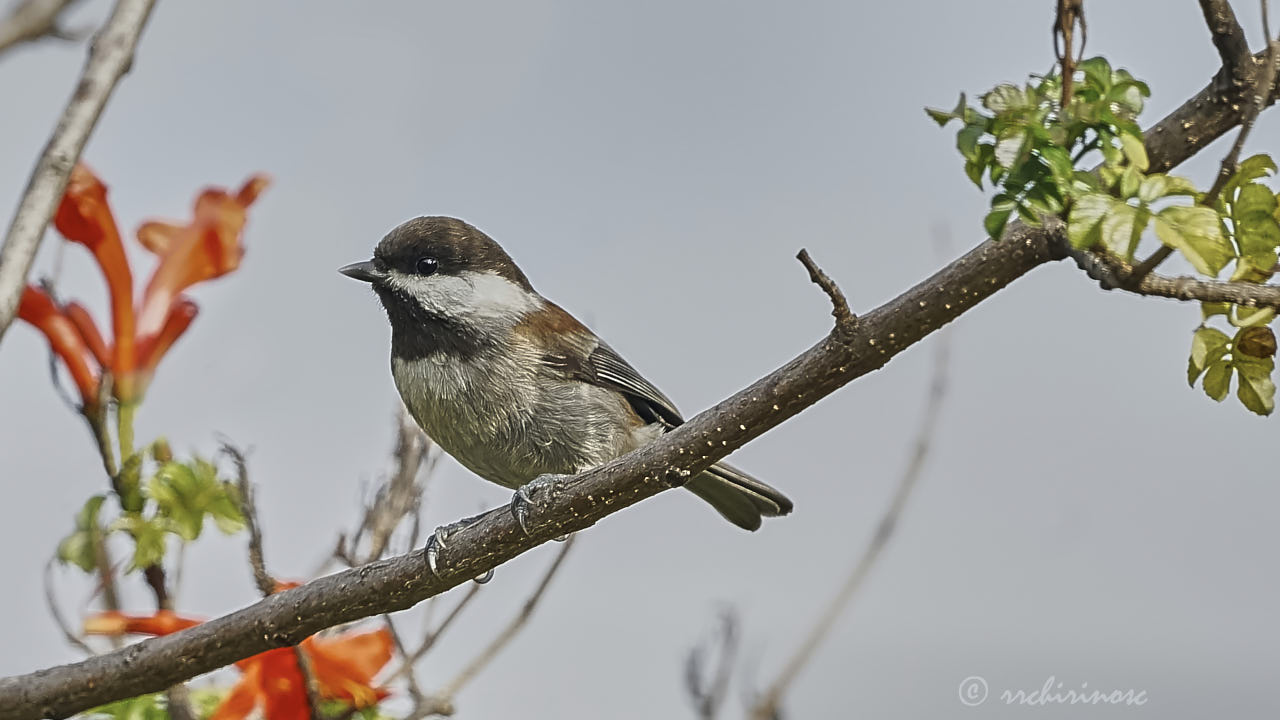 Chestnut-backed chickadee
