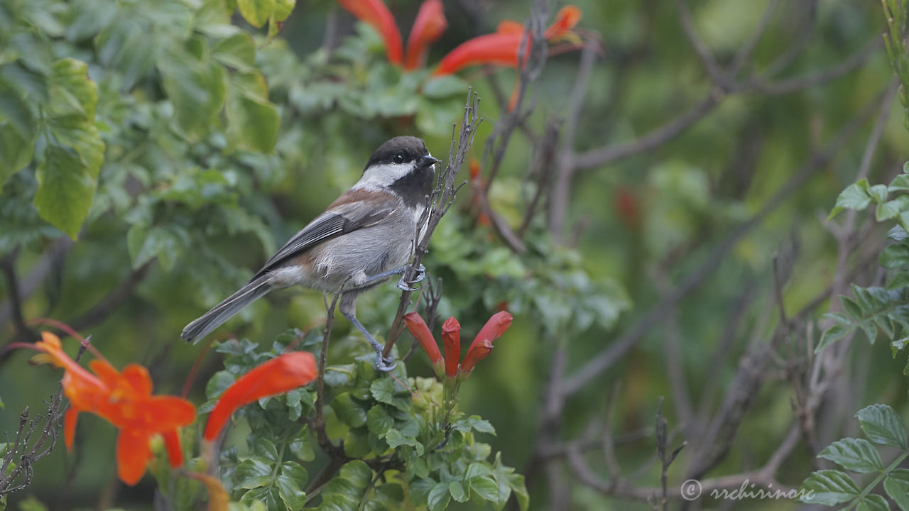 Chestnut-backed chickadee