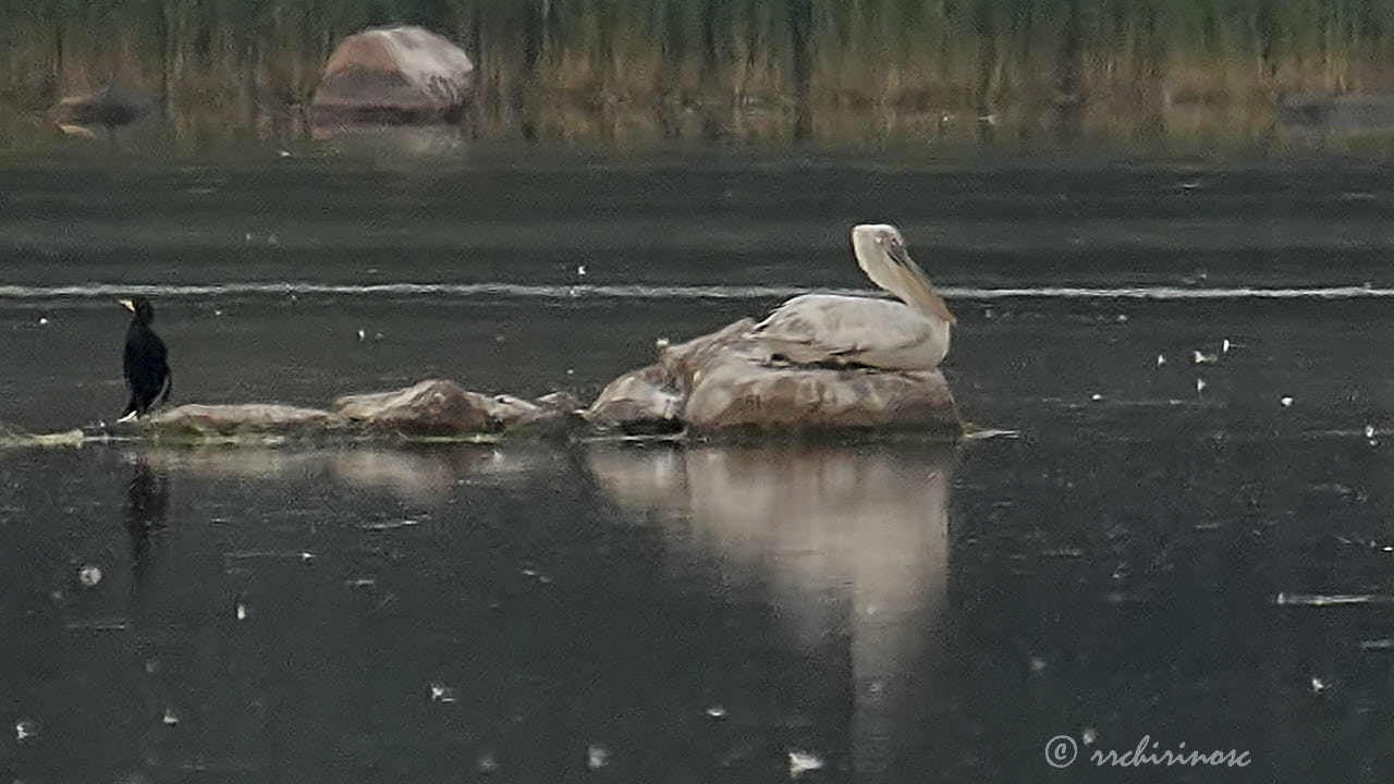 Dalmatian pelican