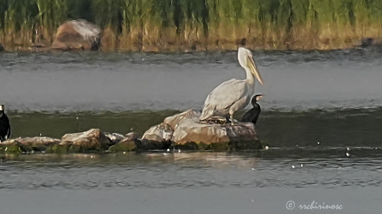 Dalmatian pelican