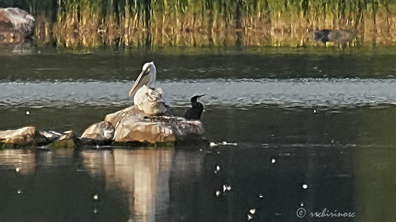 Dalmatian pelican