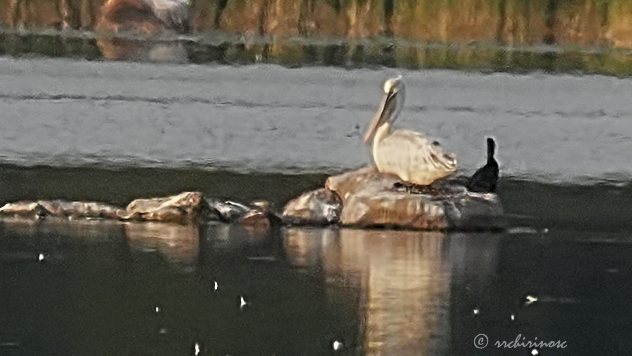 Dalmatian pelican