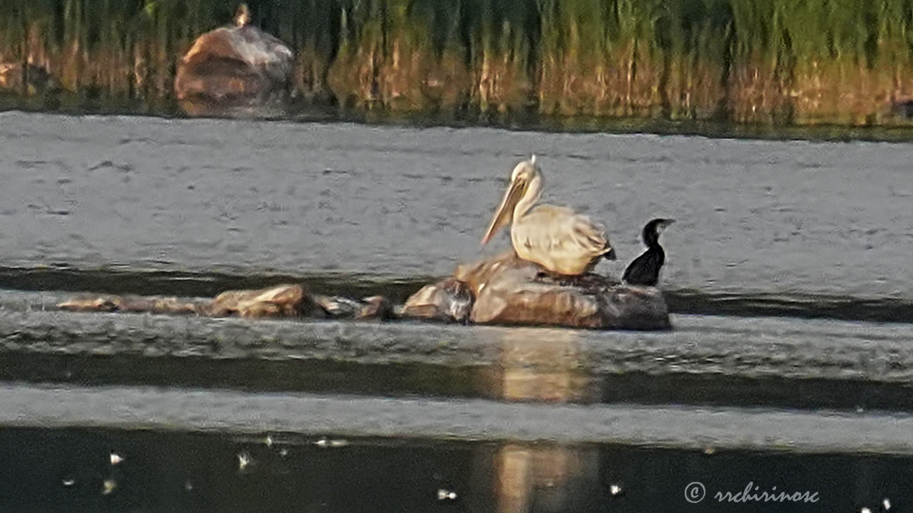 Dalmatian pelican