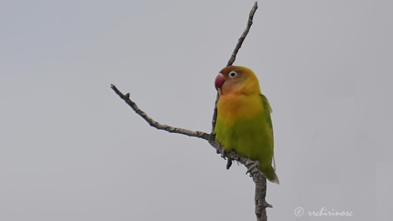 Fischer's lovebird