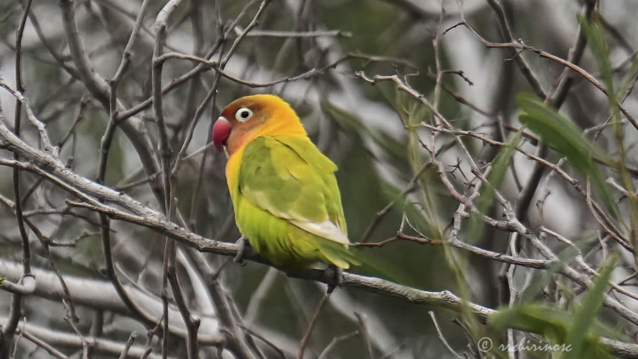 Fischer's lovebird