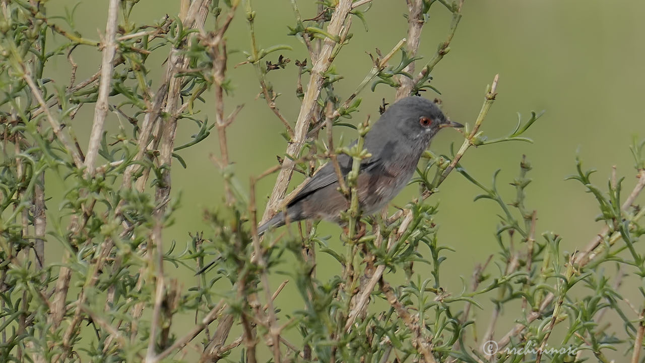 Dartford warbler
