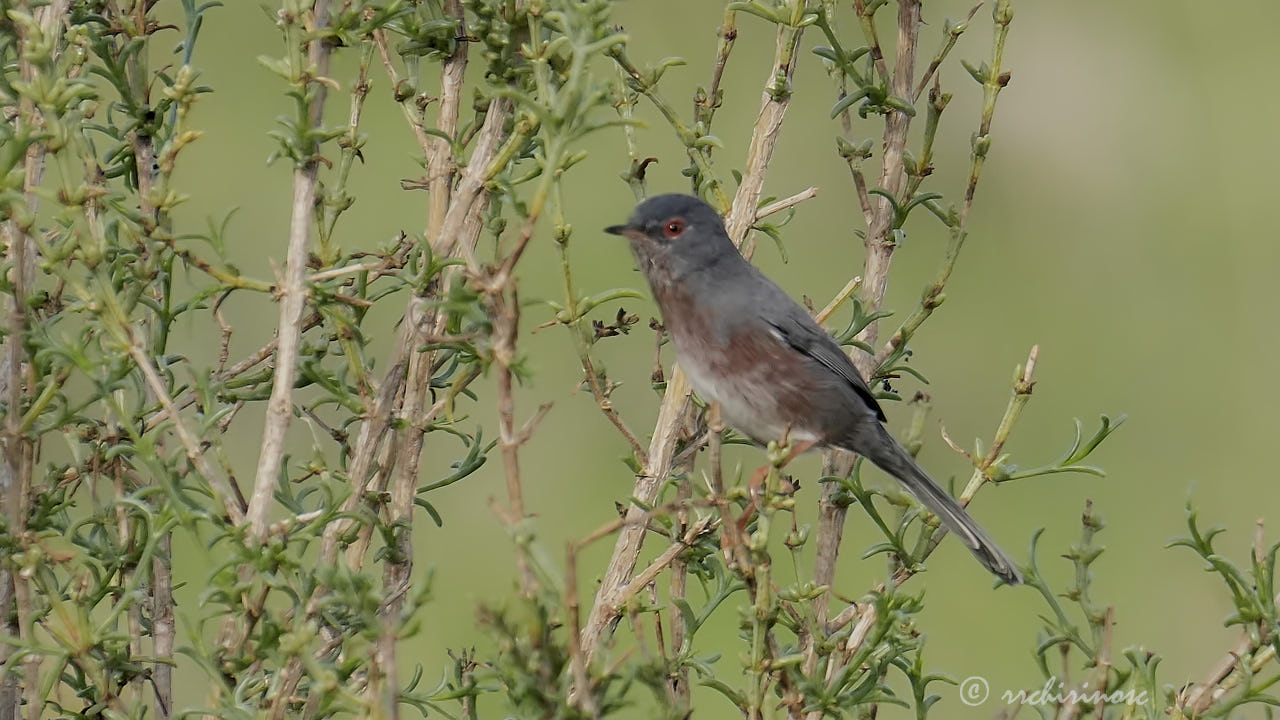 Dartford warbler