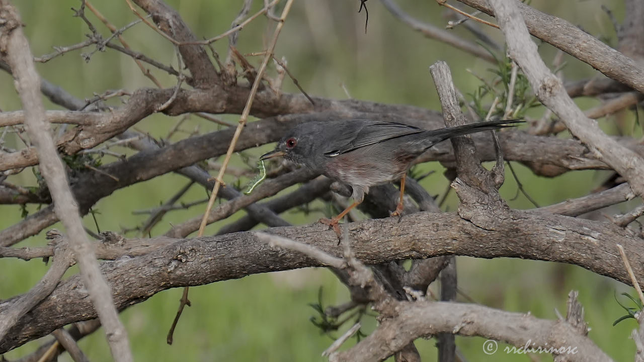 Dartford warbler