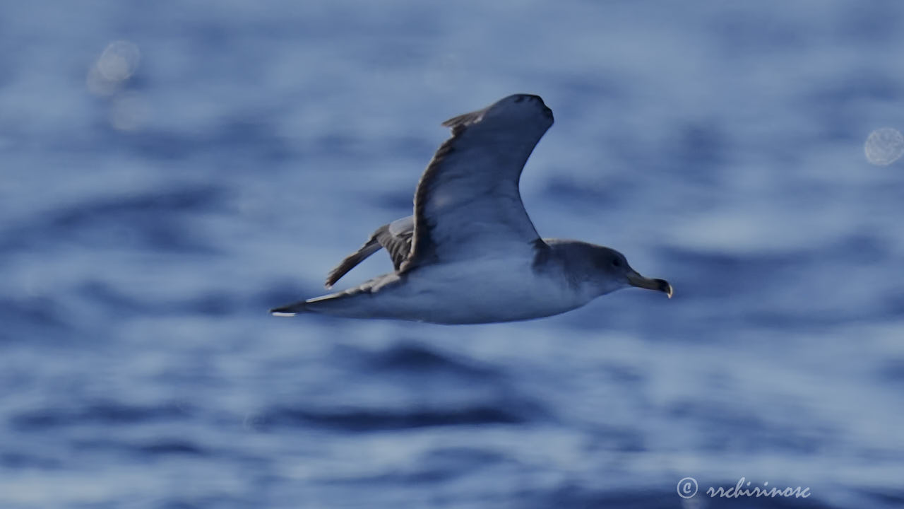 Scopoli's shearwater