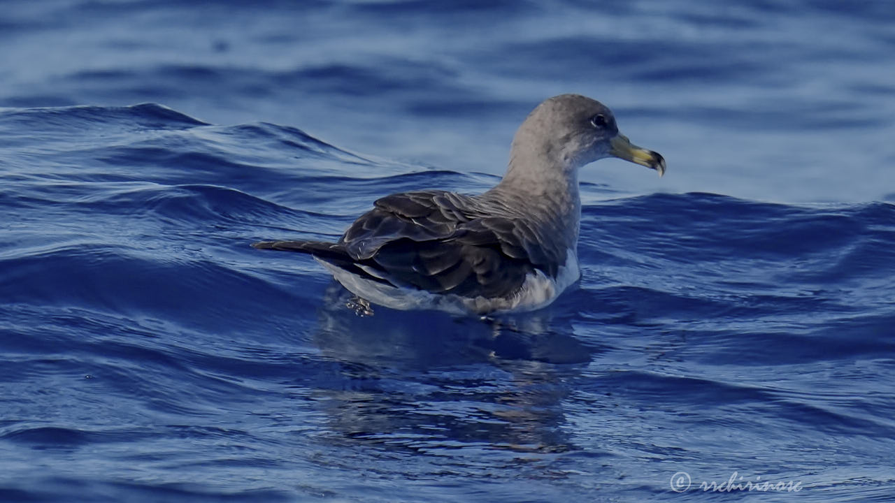 Scopoli's shearwater
