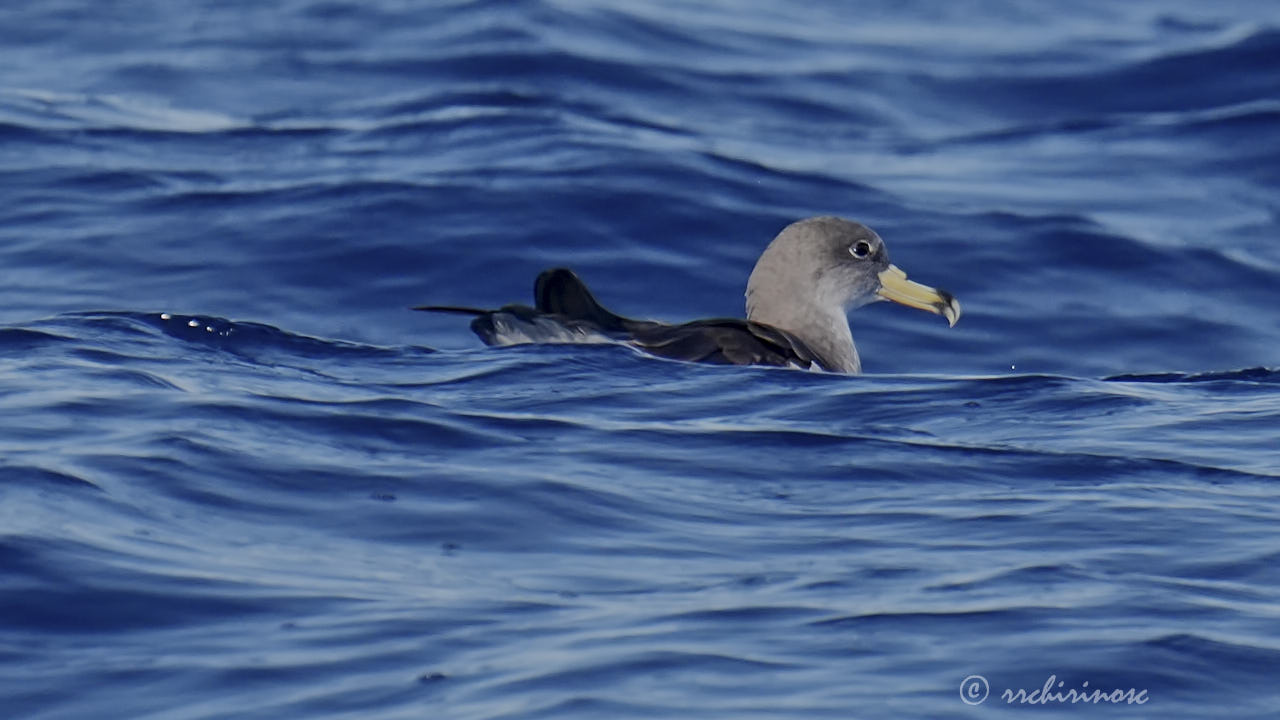 Scopoli's shearwater