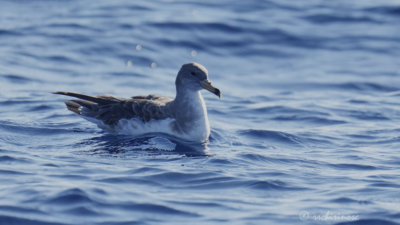 Scopoli's shearwater