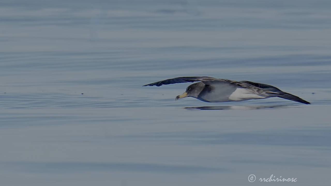 Scopoli's shearwater