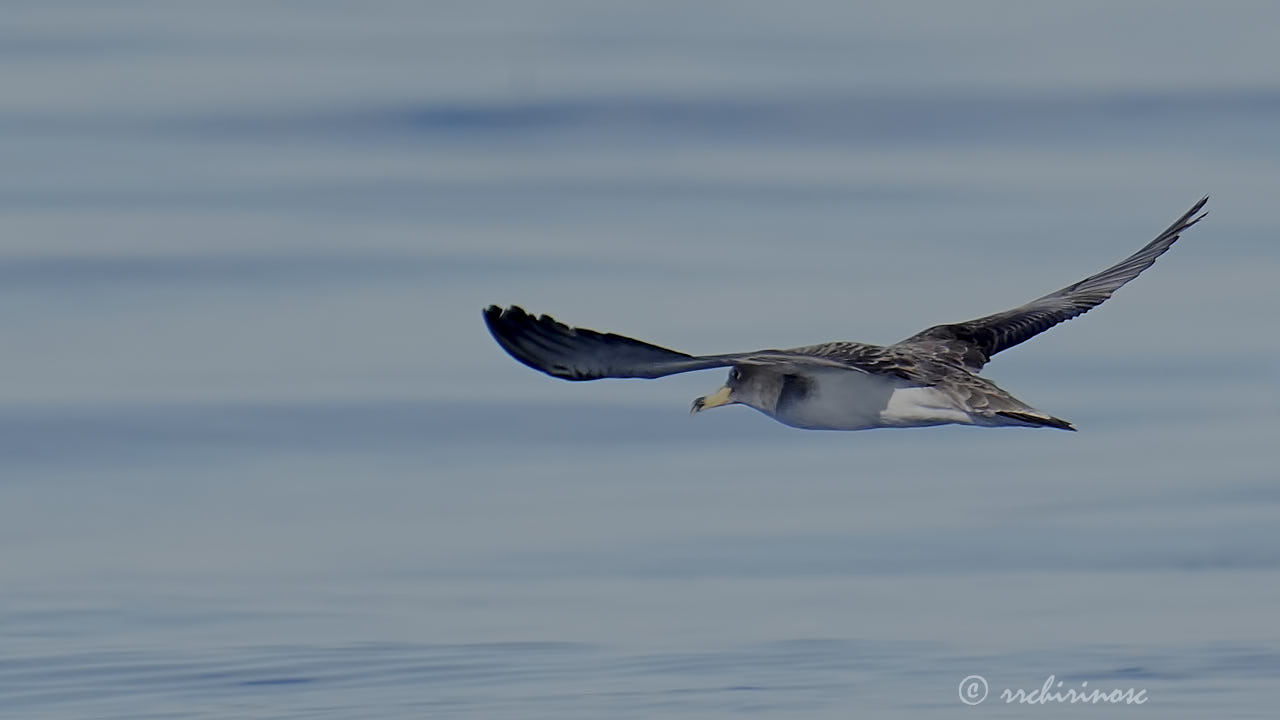 Scopoli's shearwater